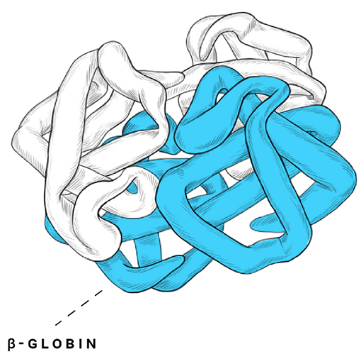 Image of HbS molecule